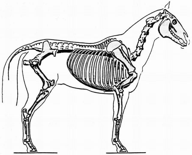 Строение скелета непарнокопытных. Скелет лошади сбоку. Скелет тапира анатомия. Скелет лошади снизу. Система парнокопытных