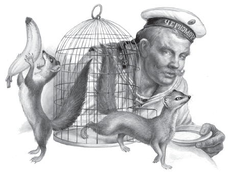 Житков мангуста