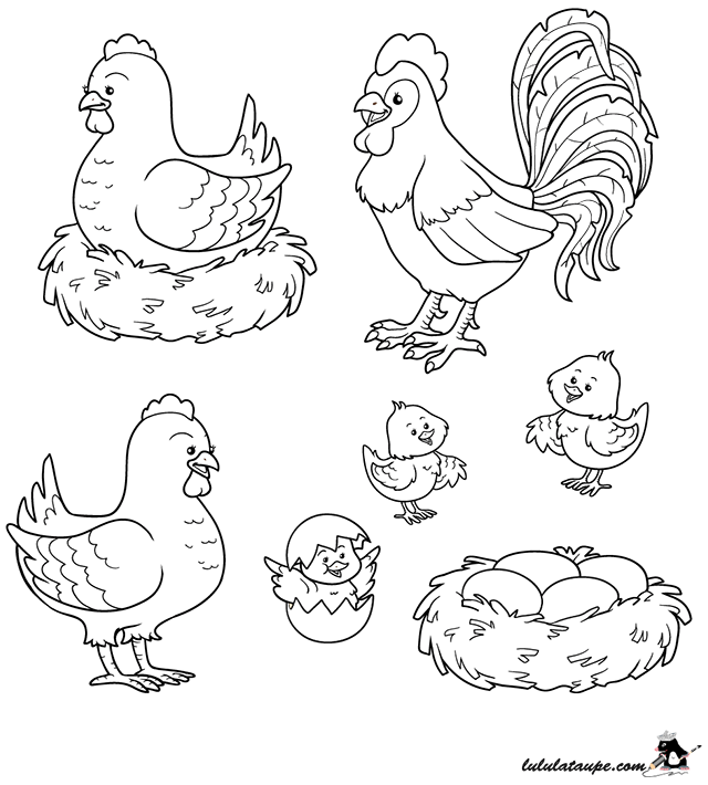 Раскраска Курица | Раскраски птиц. Картинки птиц, рисунки птиц