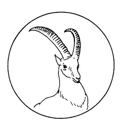 Джейран рисунок