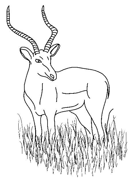 Раскраски антилопы: бесплатные печатные листы для детей