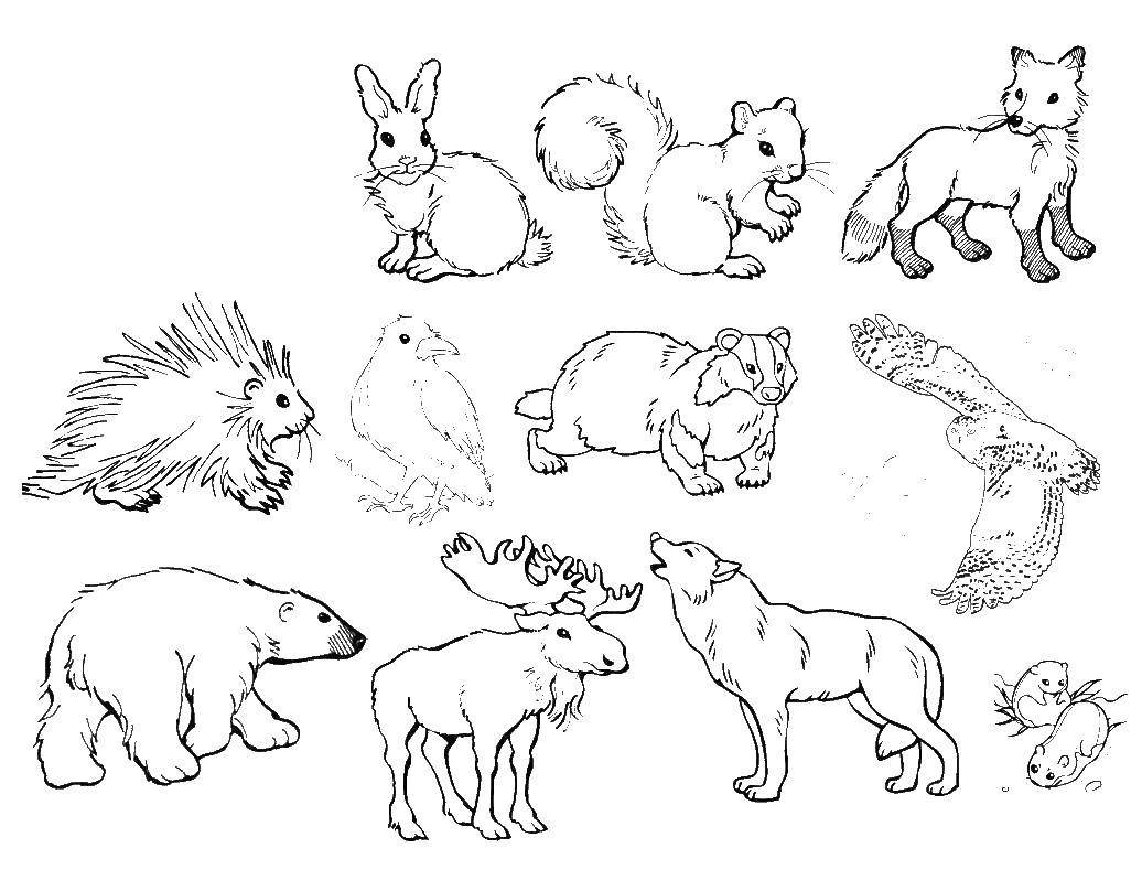 Животные тундры рисунки детей (47 фото)