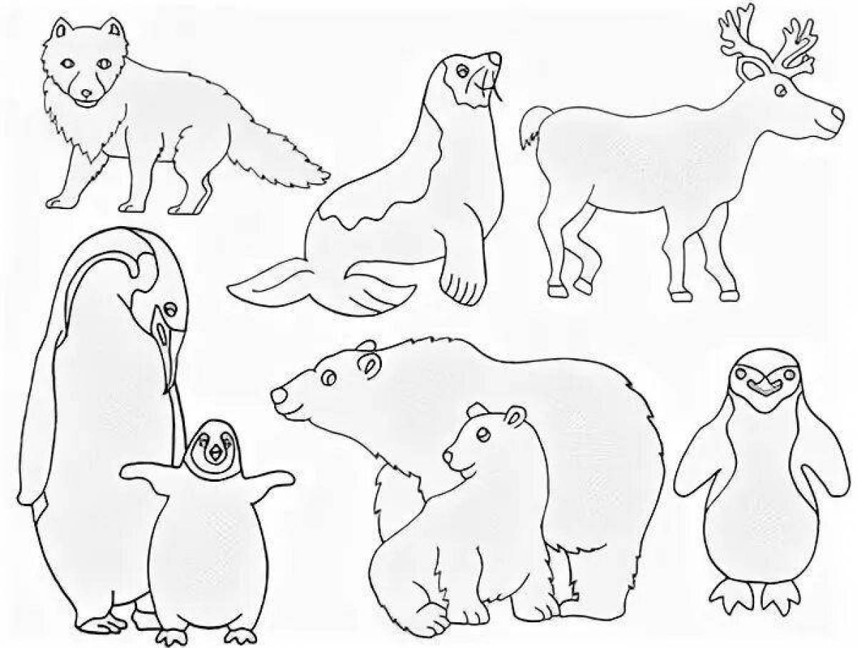 Животные группами раскраски. Животные севера раскраска для детей. Животные севера задания для детей. Животные севера задания для дошкольников. Животные Арктики задания для дошкольников.