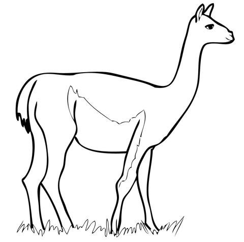 Лама Южной Америки раскраска