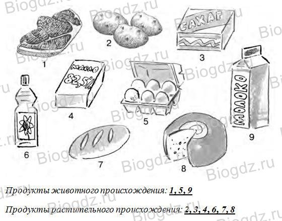 Продуктов растительного и животного происхождения задания