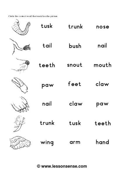 Части тела животных Worksheets