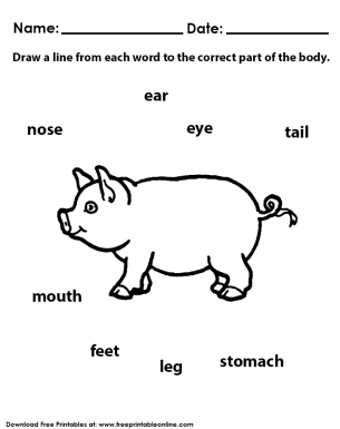 Animals body Parts Worksheets