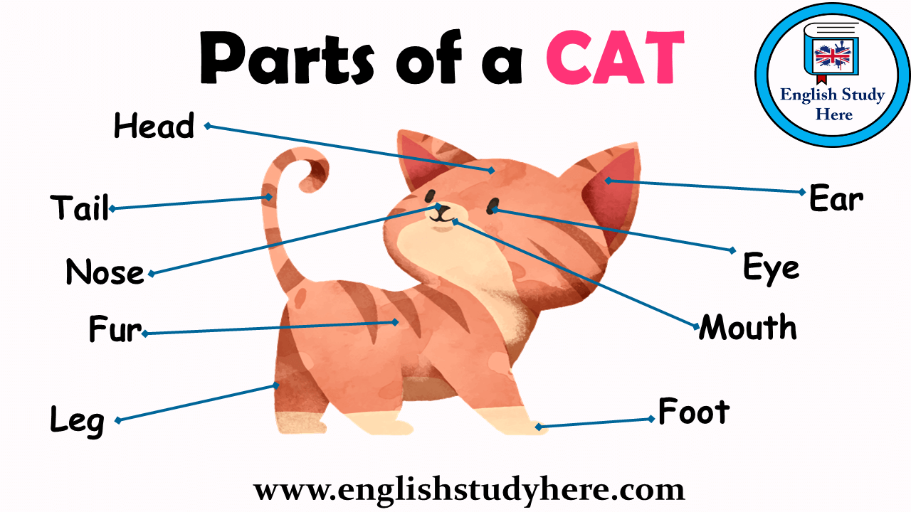 Английский язык leg. Части тела животных на англ. Части тела животного на английском для детей. Части тела животеогона английском. Части тела кота на английском.
