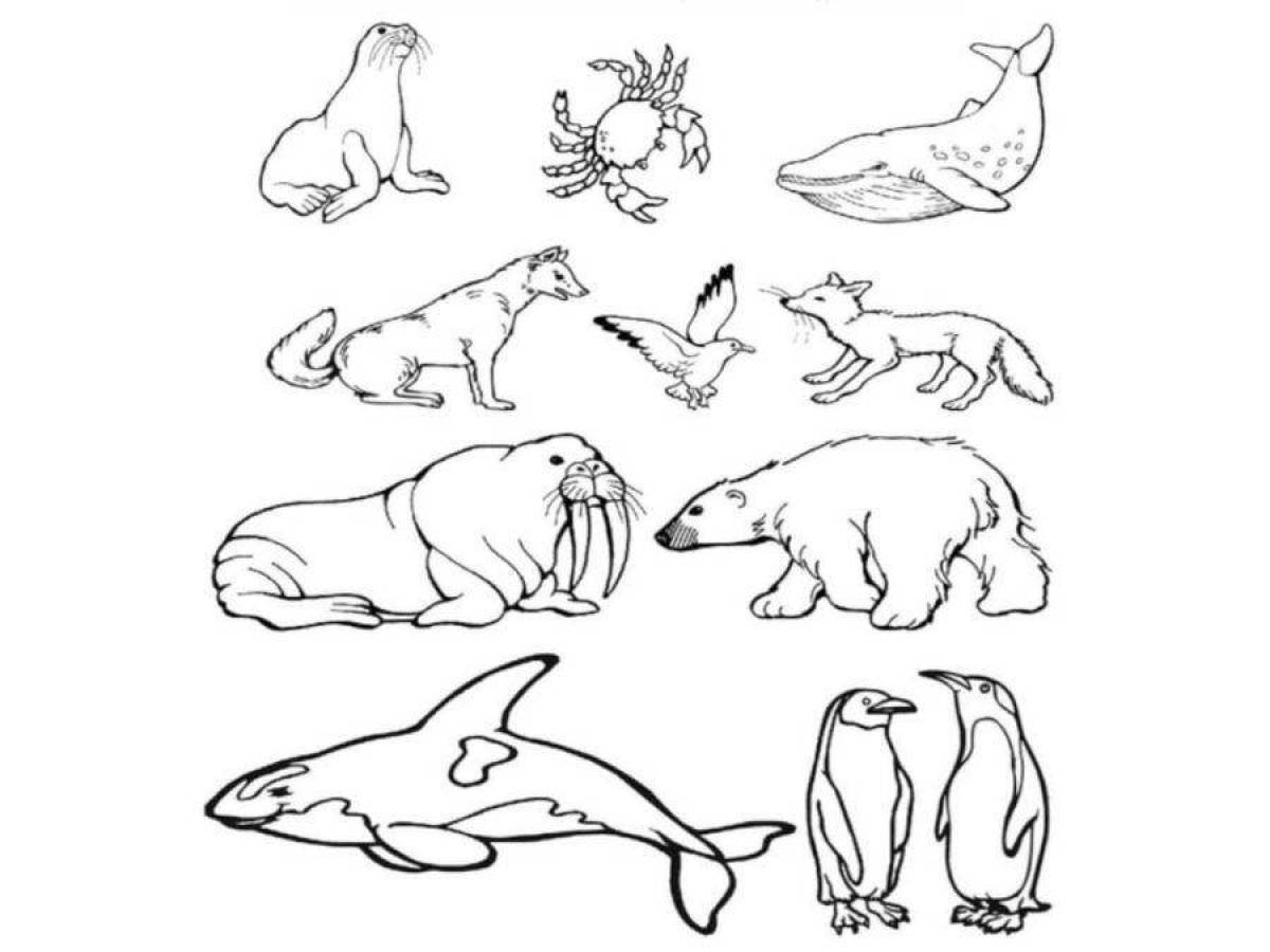 Раскраски животные антарктики (67 фото) » Картинки, раскраски и трафареты  для всех - Klev.CLUB
