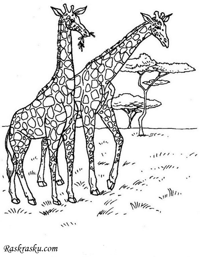 Раскраска жираф скачать и распечатать