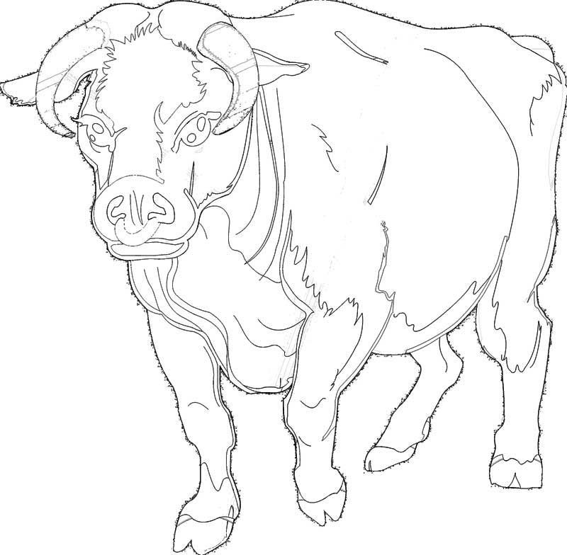 Раскраски быков. Бык раскраска. Бык раскраска для детей. Раскраска корова и бык. Раскраска теленок.