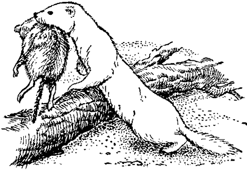 Ласка рисунок карандашом
