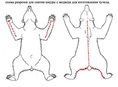 Схема снятия шкуры с медведя