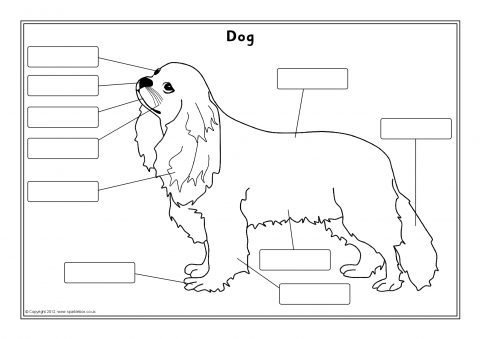 Части тела животных Worksheets