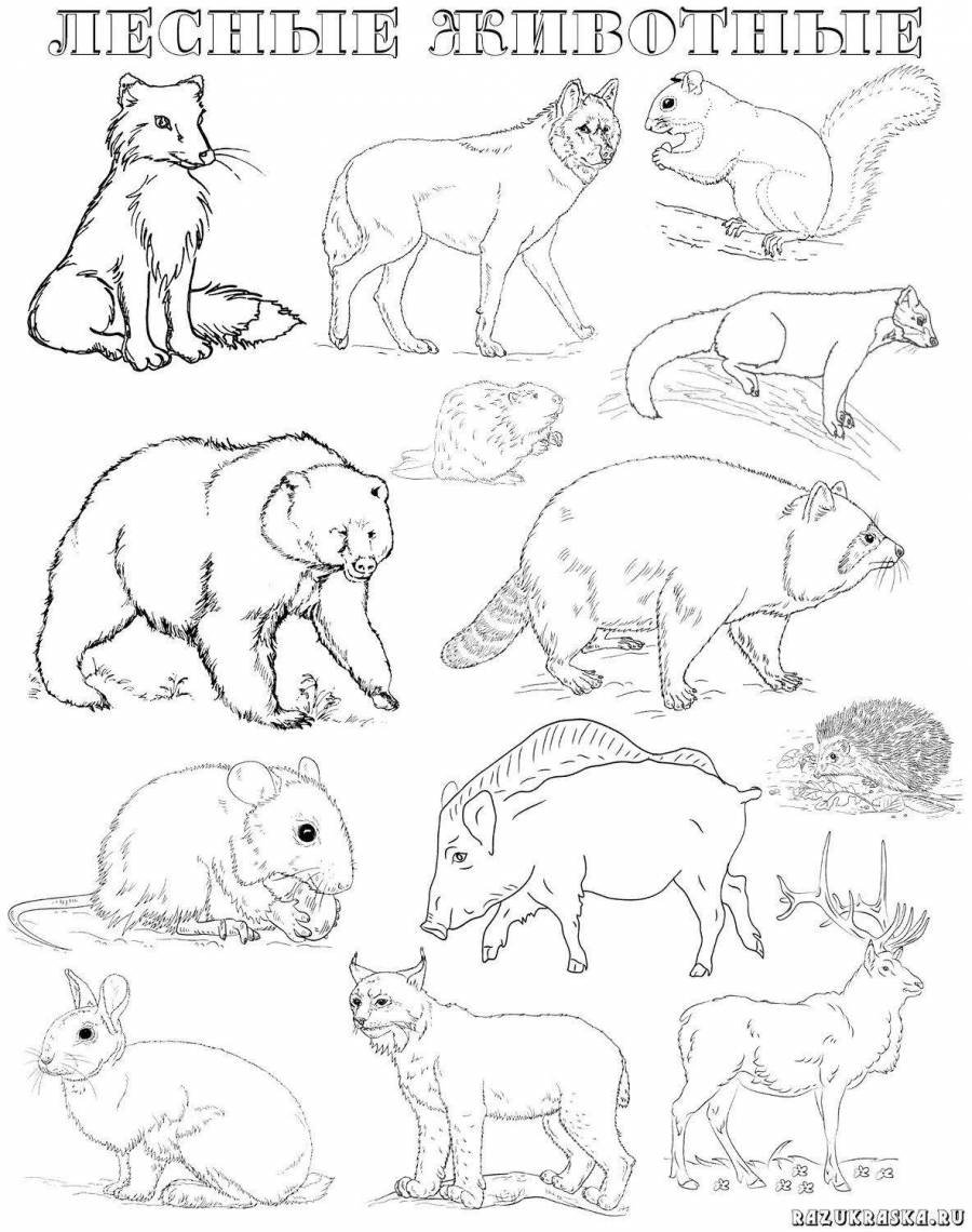 Раскраски диких животных для детей. Распечатайте онлайн!