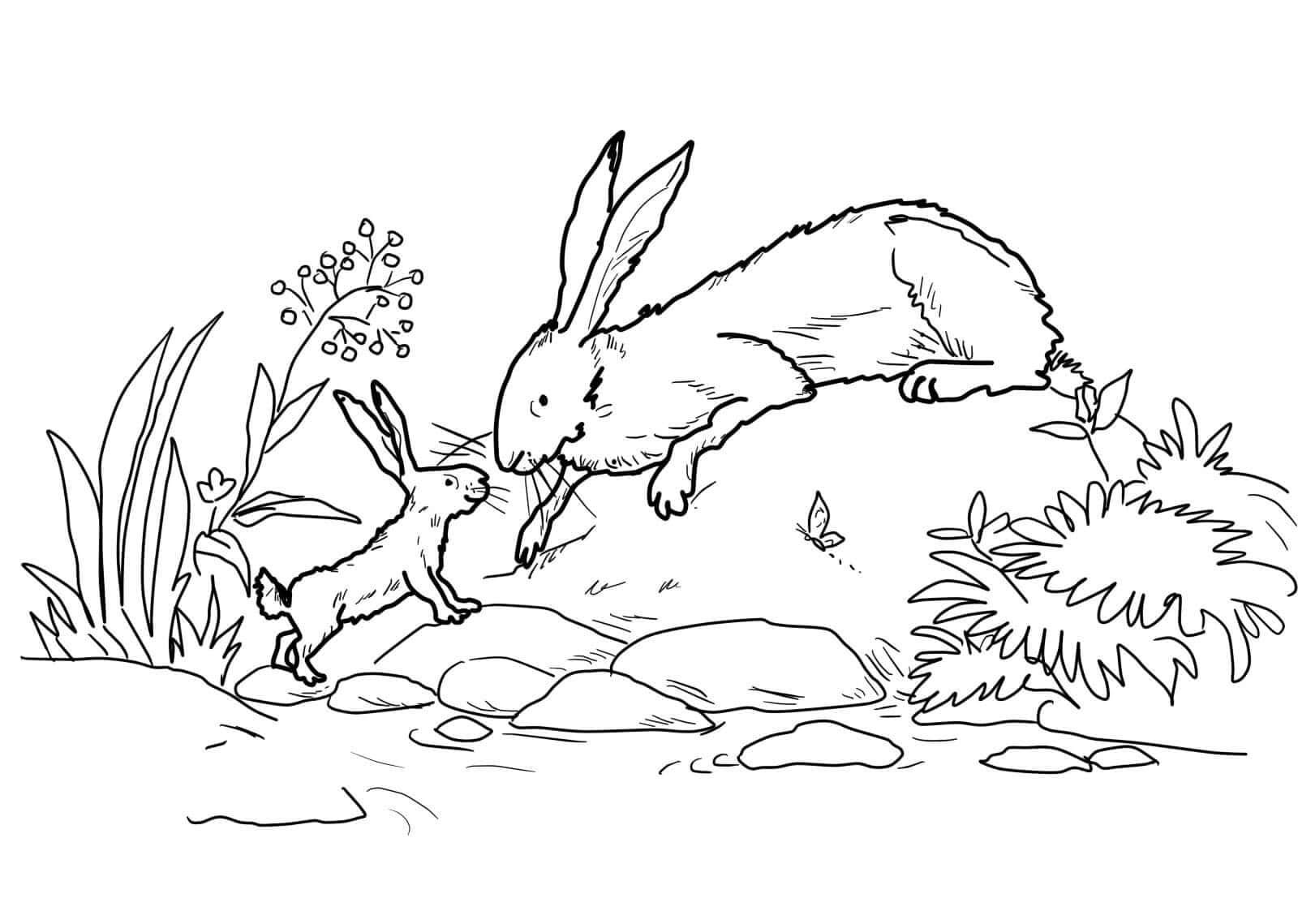 Раскраска зайцы