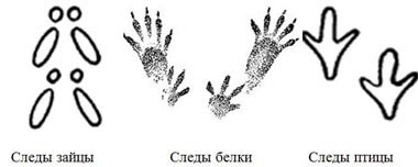 Раскраски следы животных (66 фото)