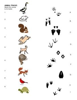 Картинки для детей следы животных на снегу для детей (68 фото)