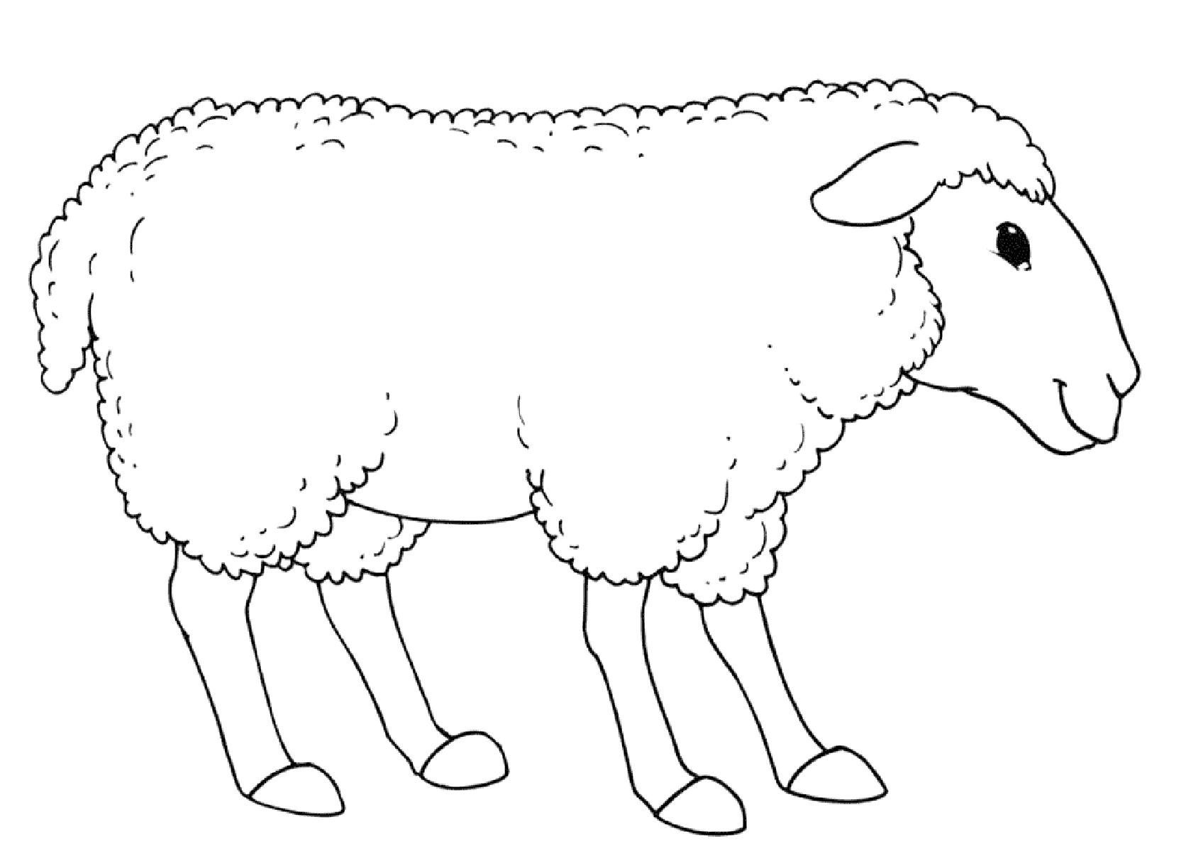Раскраски овечек и козочек. Раскраски овец и коз