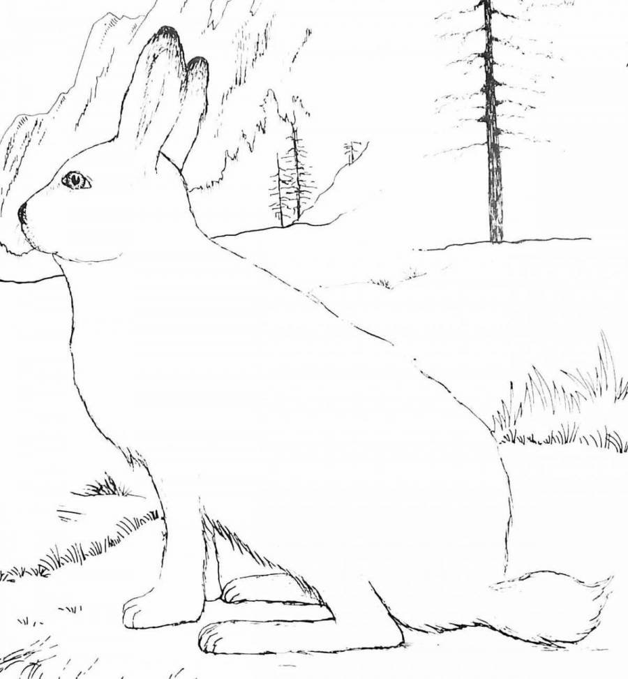 Раскраска заяц в лесу
