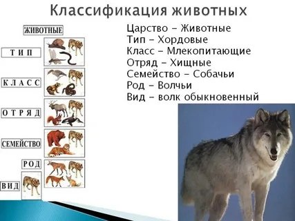Царство животных классификация схема