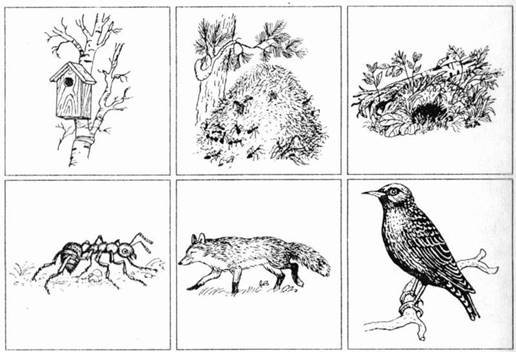 Эскизы диких животных, насекомых и птиц