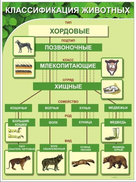 Систематика животных 7 класс биология