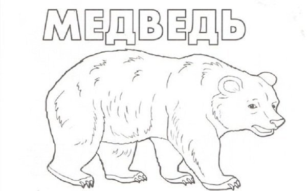 Бурый медведь раскраска для детей