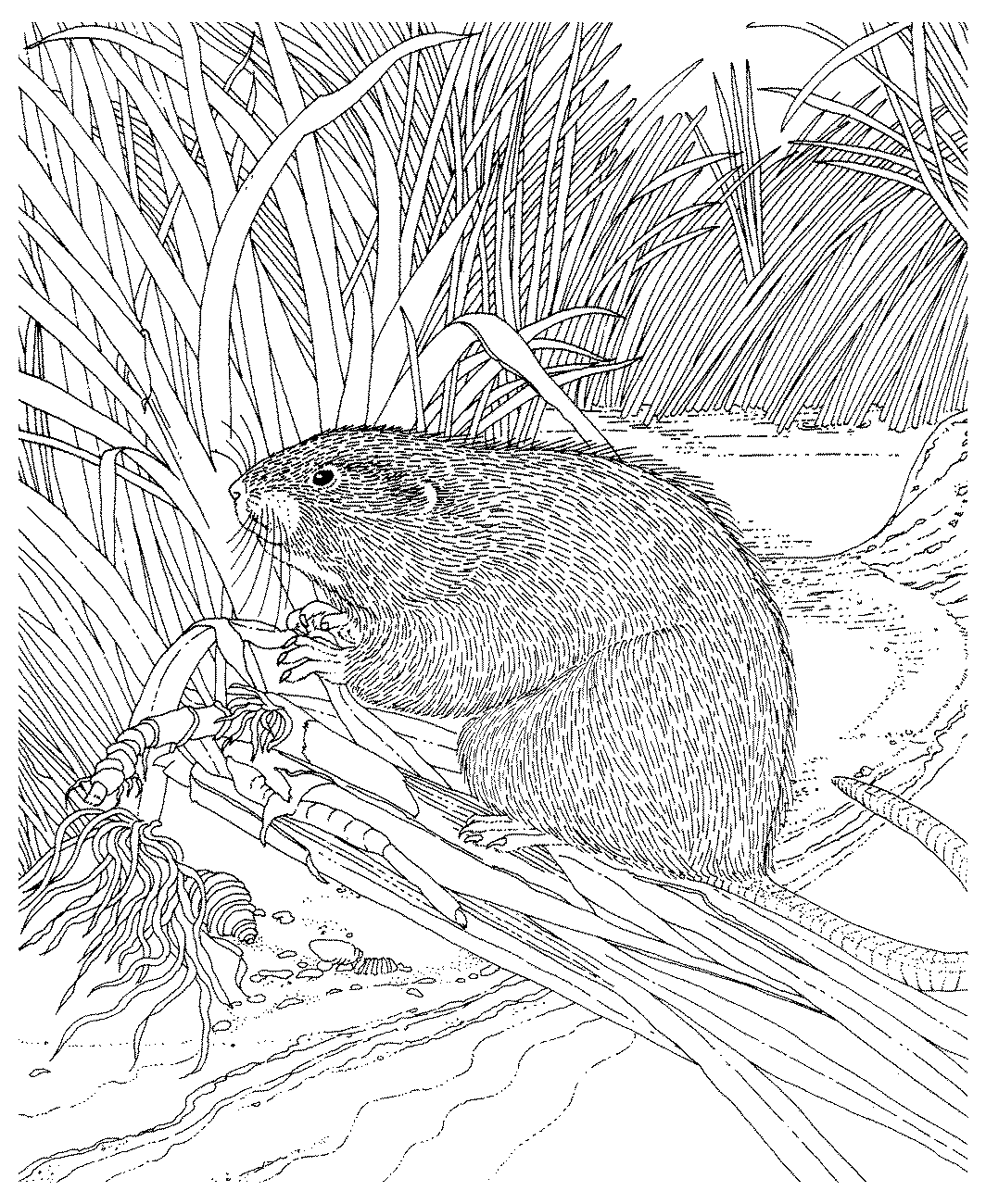 Раскраски Обыкновенный бобр