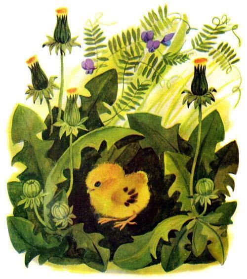 Чуковский к.и. "цыпленок"