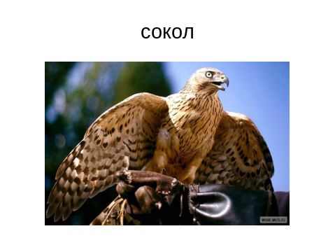 Серебряным Соколе Коваль