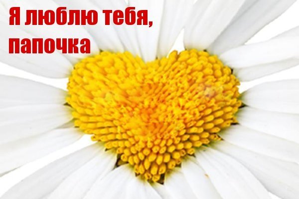 Папа я тебя люблю