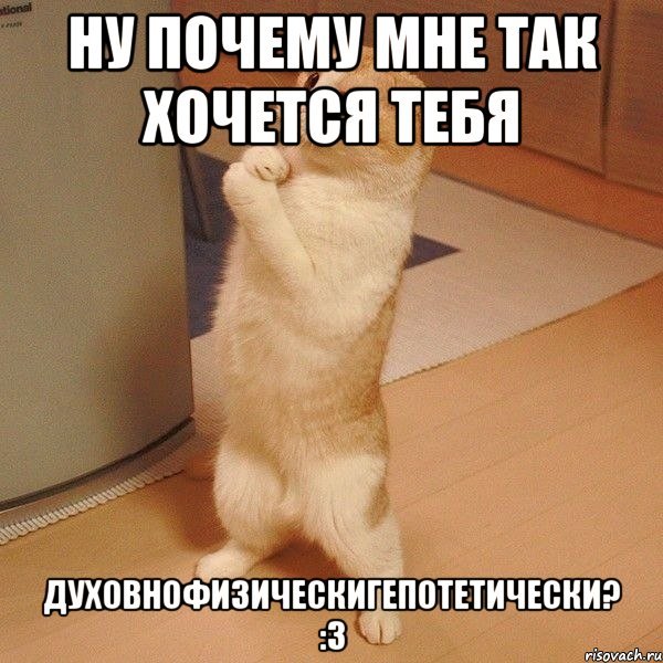 Кот просит прощения