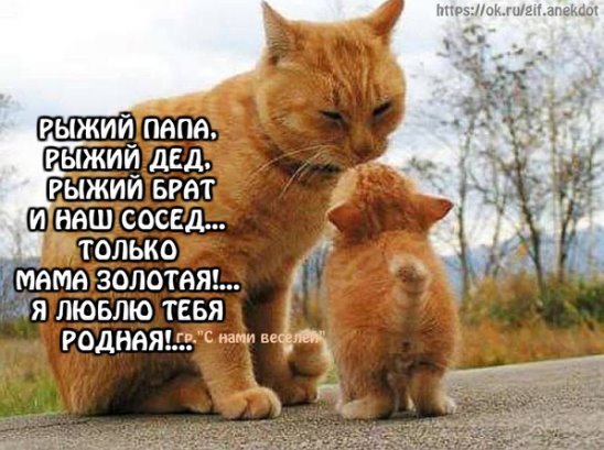 Рыжий кот надпись