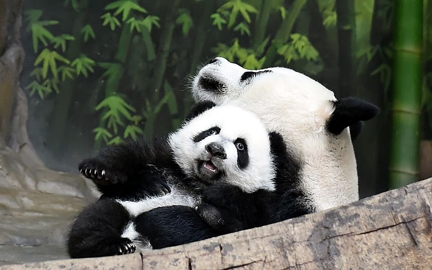 Когда вышла 1 панда. Панда с детёнышем. Панды с малышом. Мама Панда с детенышем. Размножение панд.