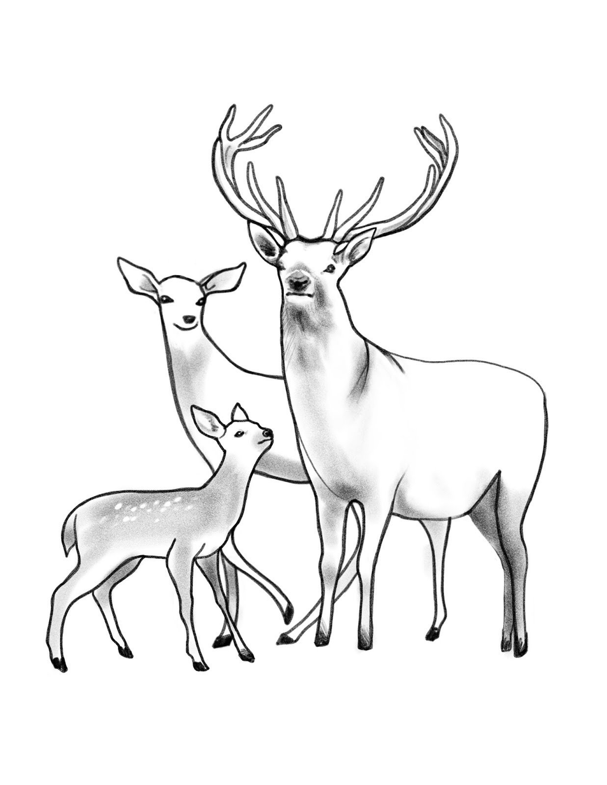 Раскраска животные раскраски. раскраски животных, пятнистый олень, лес, для детей