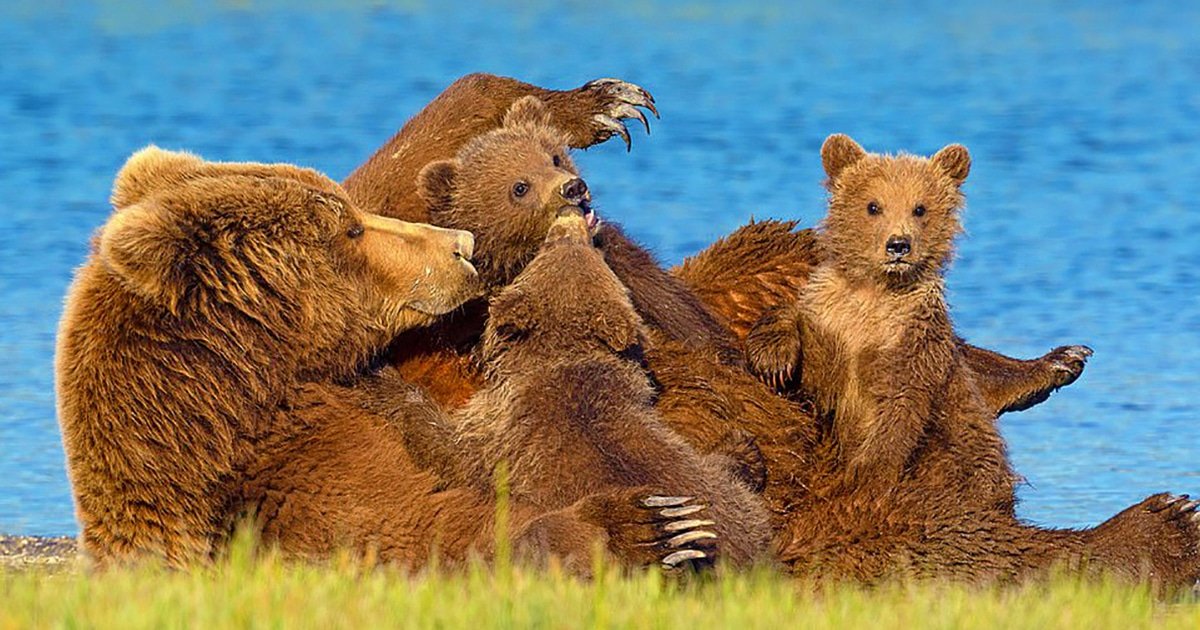 Популяция бурых медведей. Семья медведь Медведица Медвежонок. Медвежья семья. Медведь с медвежонком. Медведица с медвежатами.