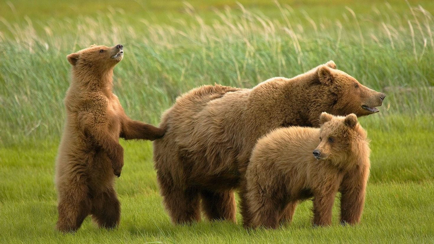 Grizzly медведь: изображения без лицензионных платежей