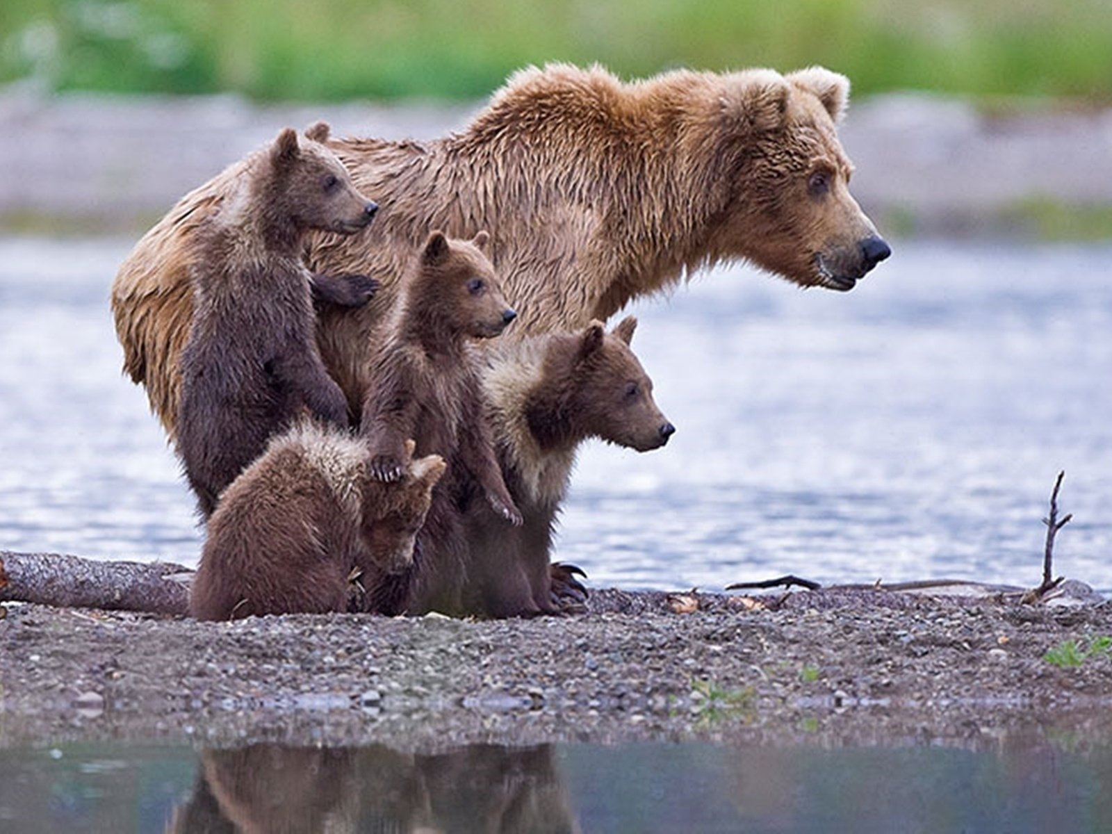 Популяция бурых медведей. Медведь Пестун. Медведица с медвежатами. Медведь с медвежонком. Семья медведей.