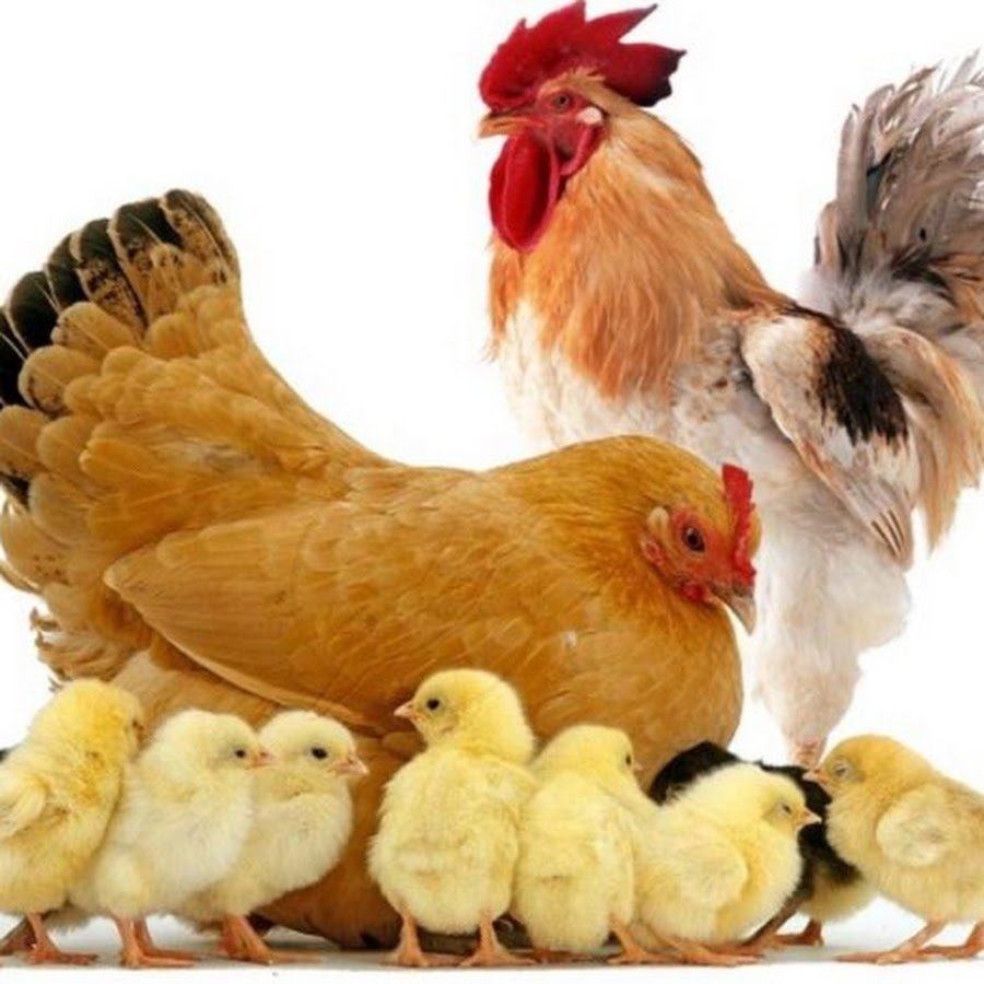 Петух курица цыпленок. Куры и цыплята. Курочка с цыплятами. Домашние птицы.