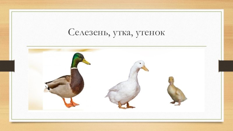 Утиная Семья Картинки Для Детей