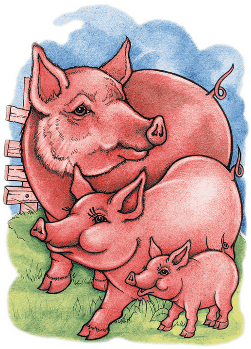 Pig свинья. Кабан и свинья. Свинья с поросятами.