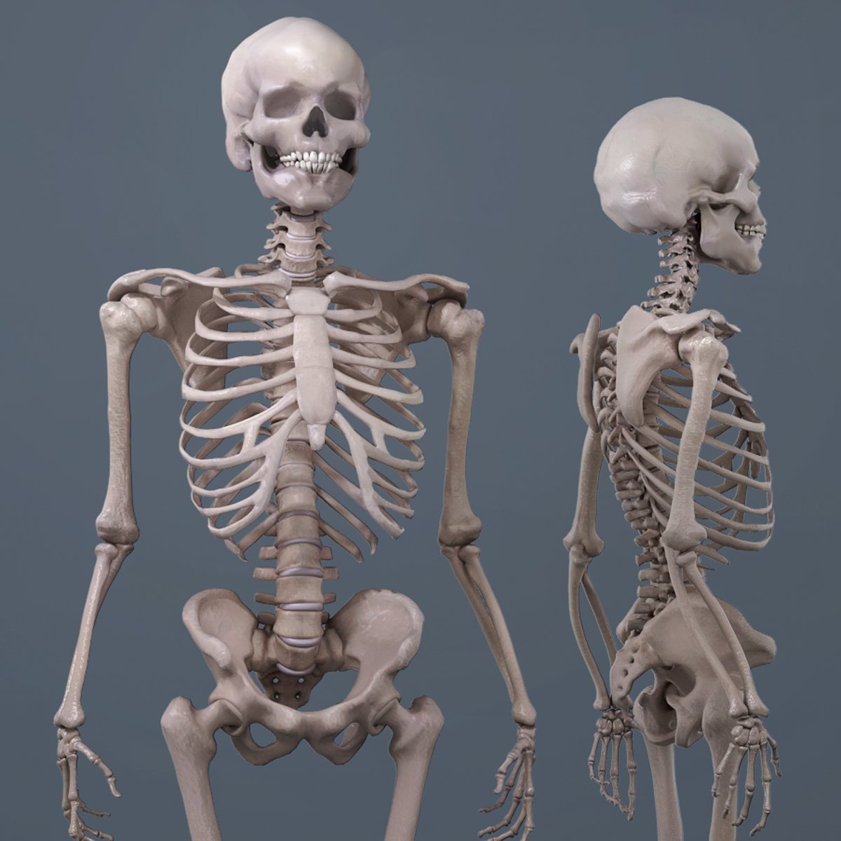 Облегченный скелет. Модель «скелет человека (170 см)» (на роликовой подставке). Скелет человека 3д. Скелет человека анатомия 3д кости. Строение скелета человека 3д.