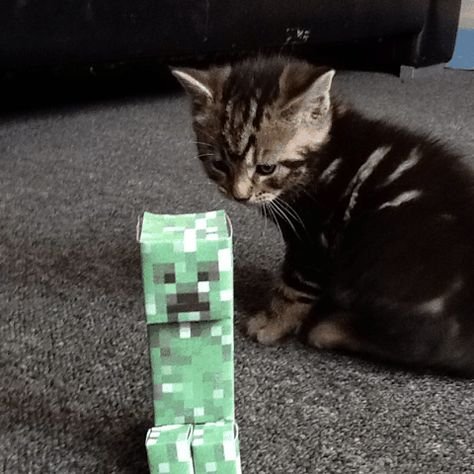 КРИПЕР И кошка