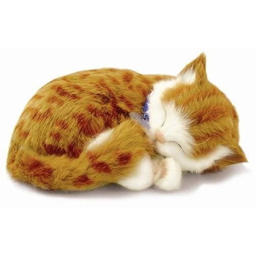 Perfect Petzzz котёнок