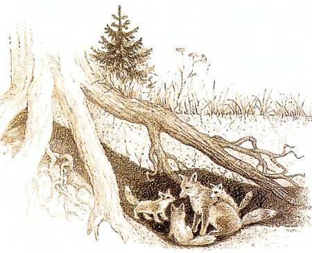 Нора лисы раскраска