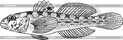 Морской бычок Графика