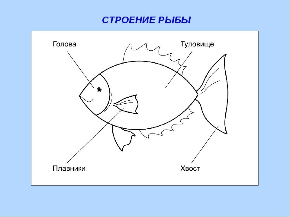Рыбы 2 класс задания. Строение рыбы. Строение тела рыбы. Строение рыбы схема. Части тела рыбы схема.