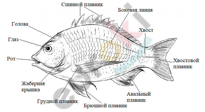 Анатомия рыбы - статьи и обзоры блога зоомагазина укатлант.рф
