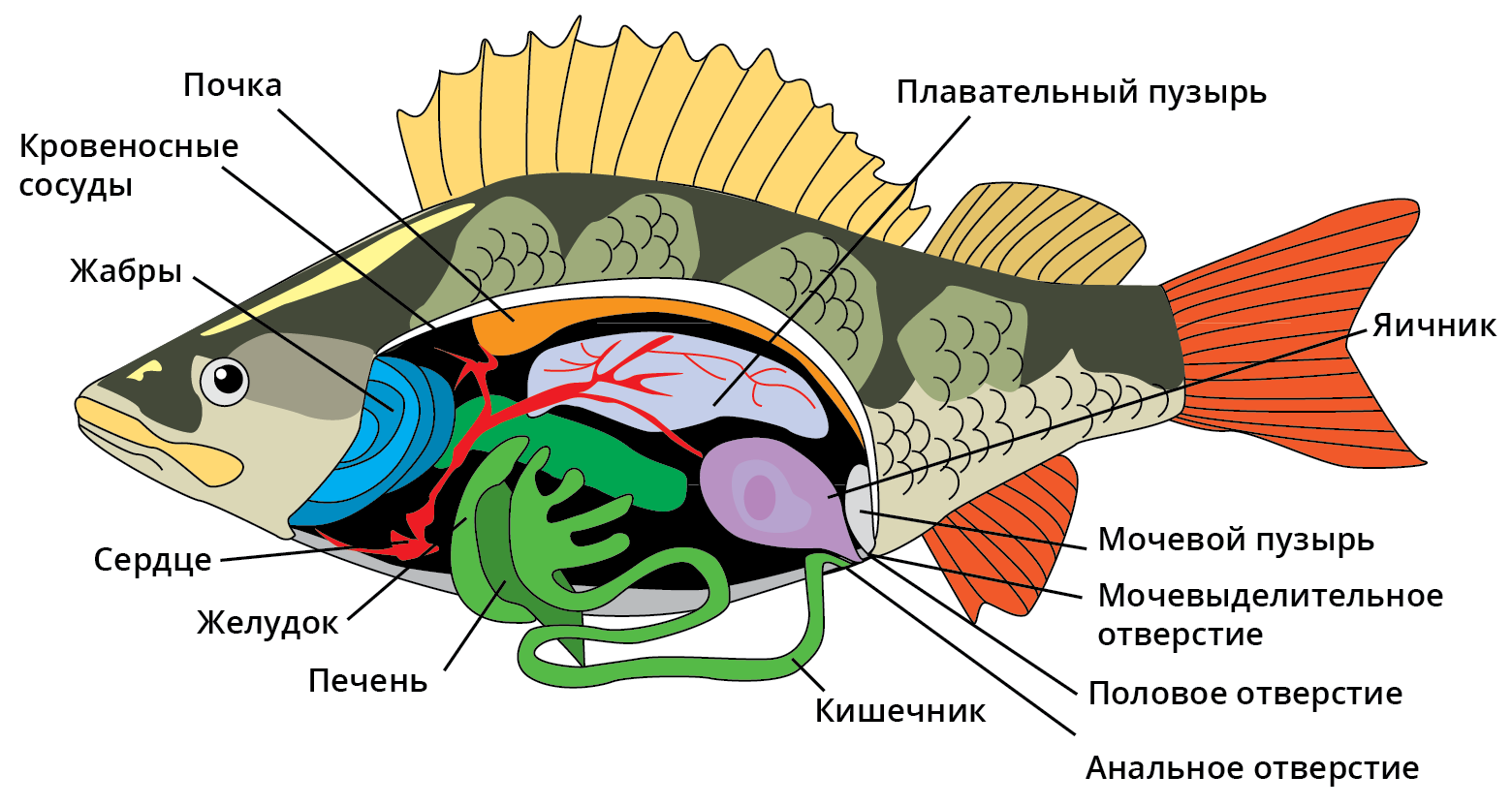 Внутреннее строение окуня окуня. Наружное строение речного окуня. Внутреннее строение костистой рыбы плавательный пузырь. Внутреннее строение окуня схема.